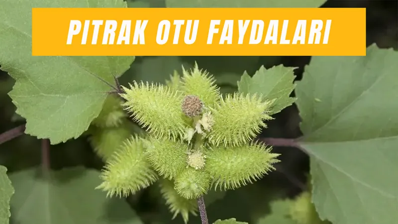 Pıtrak Otu Ne İşe Yarar? Nasıl Temizlenir?