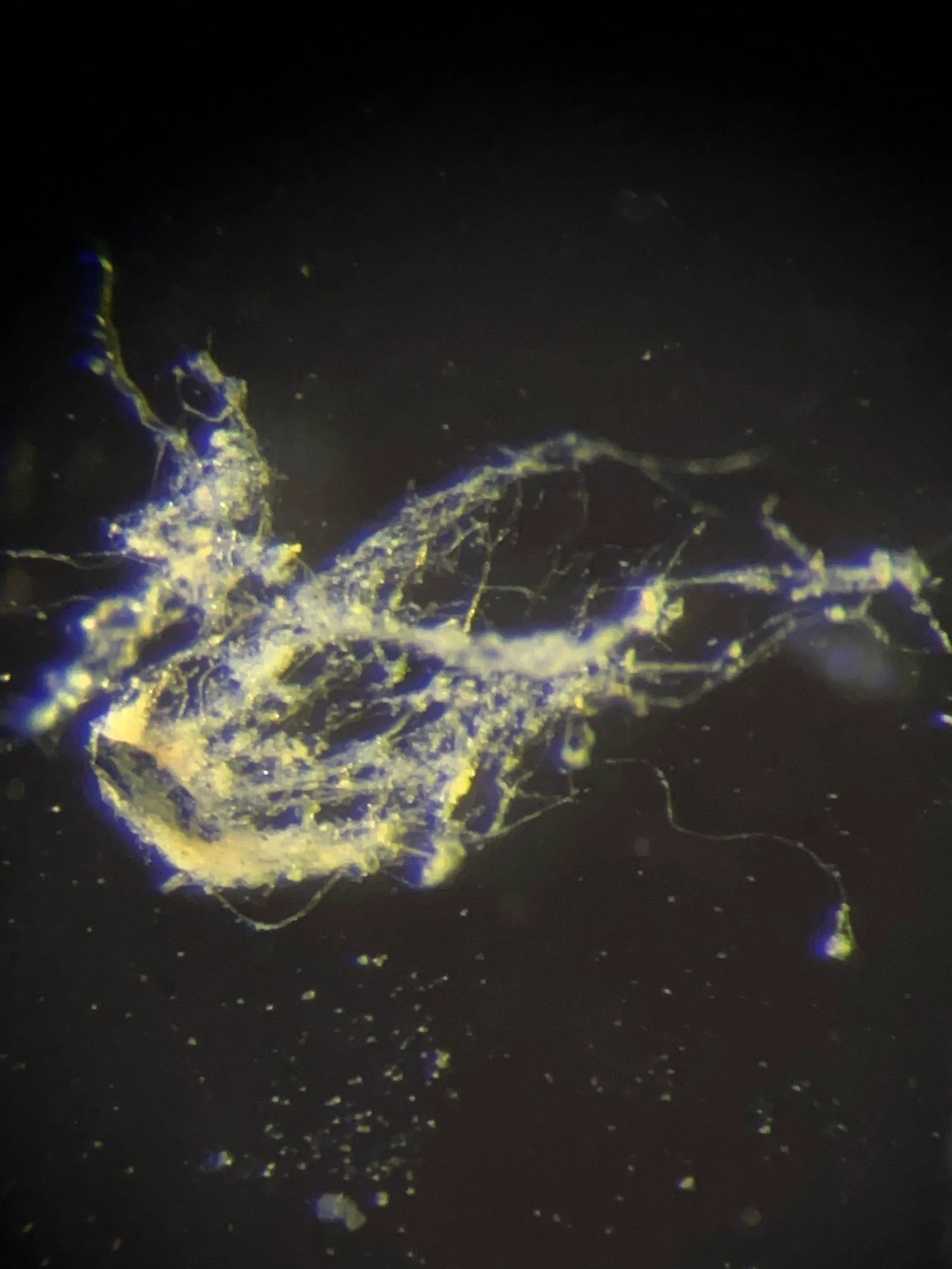 Bilim İnsanları Elektrik İleten Bakteri Keşfetti!