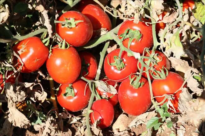 Yazlık Bahçenizde Domates ve Salatalıklar İçin Çiğ Yumurta İle Gübreleme Yöntemi