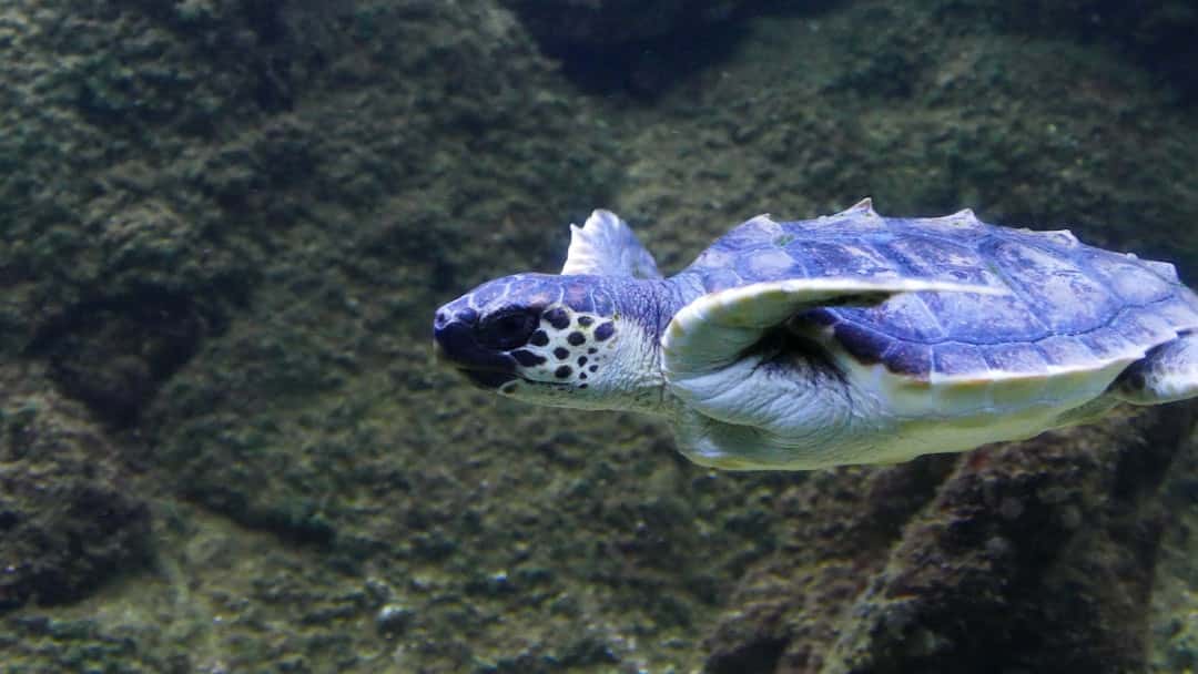 Kuşadası’nda deniz kaplumbağası ölümleri artıyor: Bir haftada 7 kayıp
