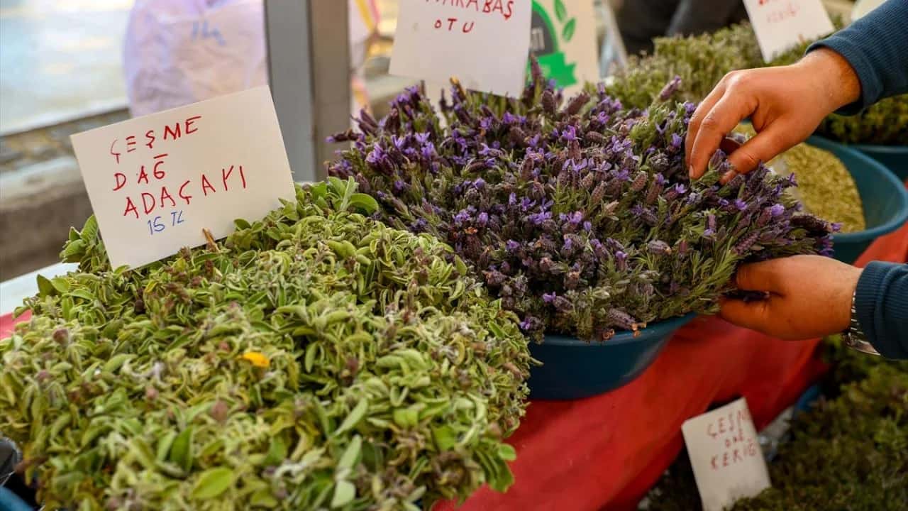 alaçatı ot festivali