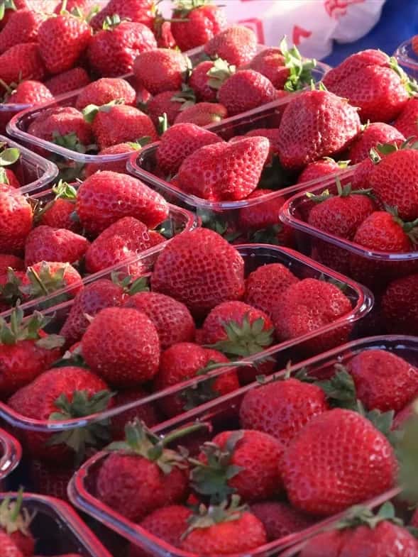 Emiralem Çilek Festivali İçin Hazırlıklar Sürüyor