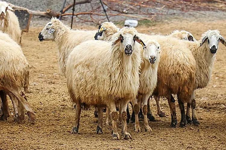 Bayramda küçükbaş kurbanlık arzında sıkıntı beklenmiyor