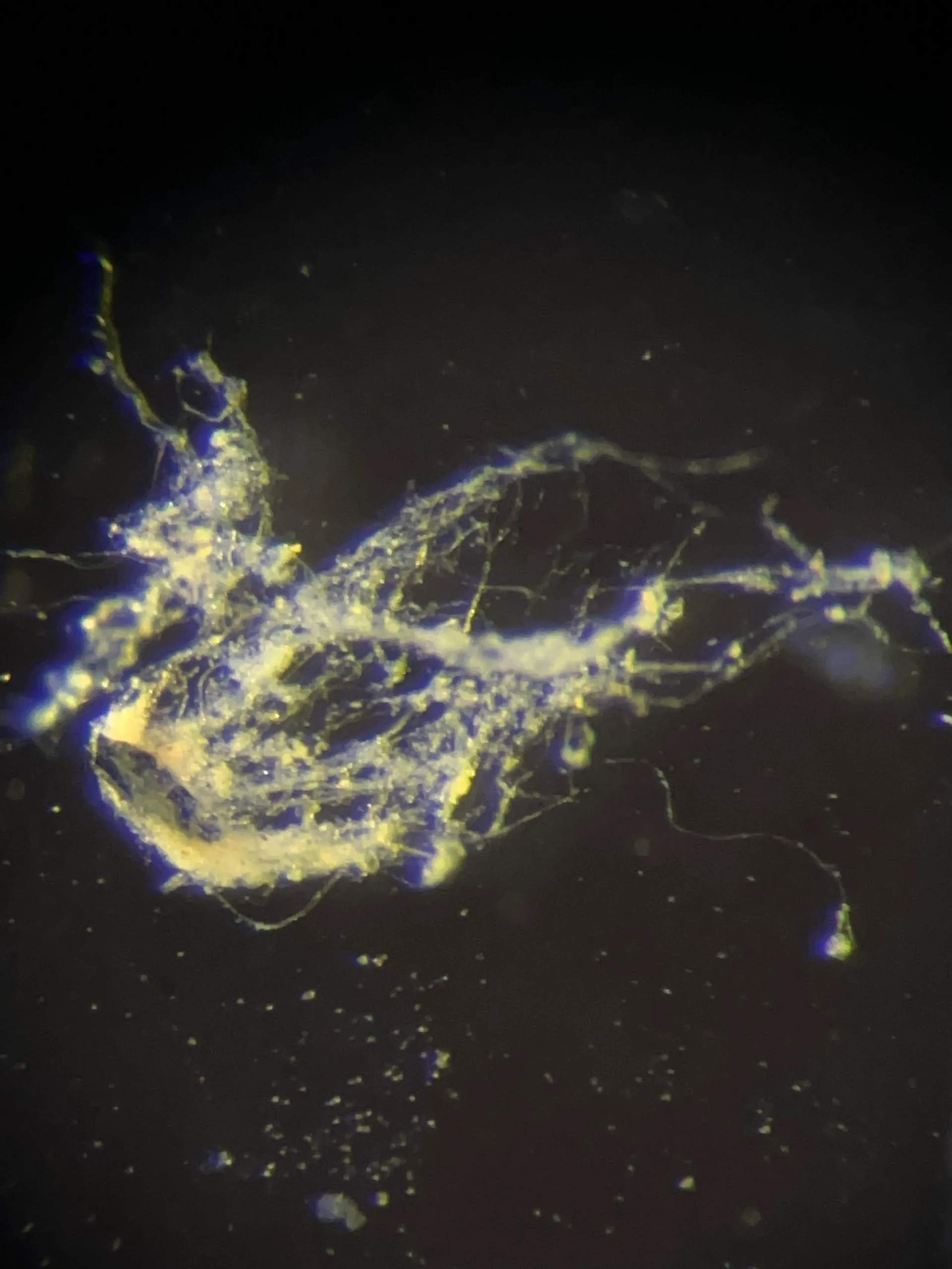 Bilim İnsanları Elektrik İleten Bakteri Keşfetti!