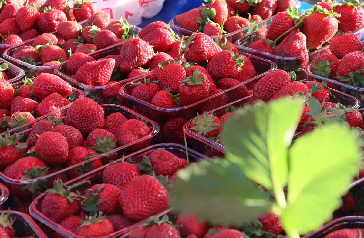 Emiralem Çilek Festivali İçin Hazırlıklar Sürüyor