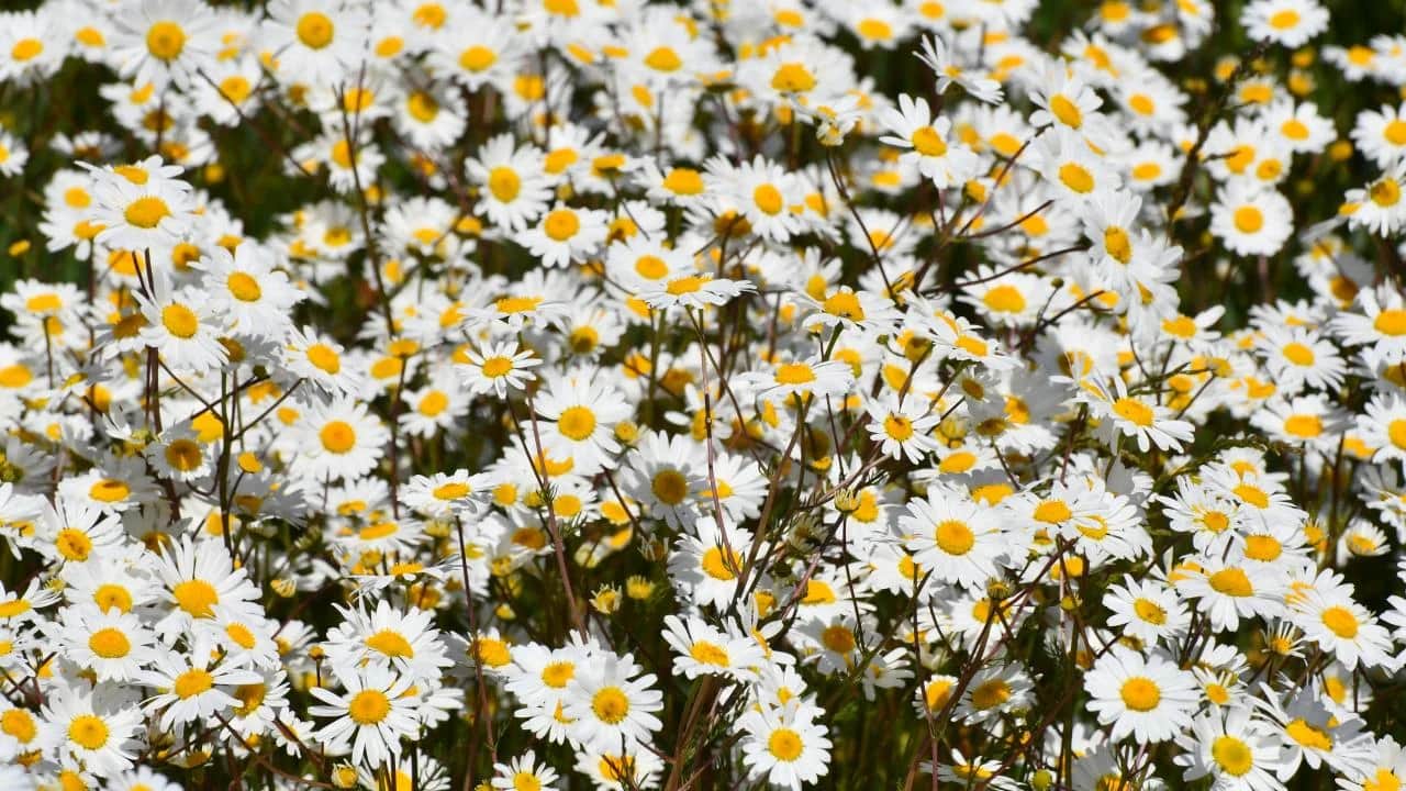 Bergama’da Galenos Papatya Festivali ile Bahar Coşkusu Başlıyor