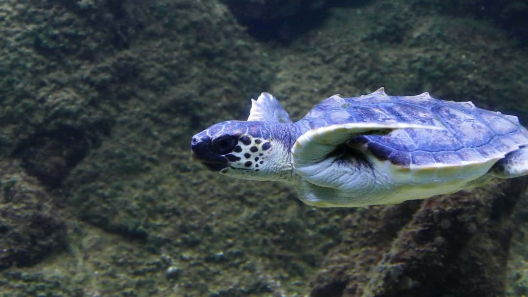 Kuşadası’nda deniz kaplumbağası ölümleri artıyor: Bir haftada 7 kayıp