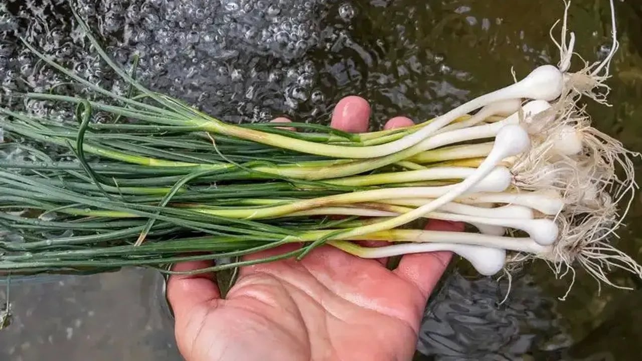 Dağdan Toplanıyor, Kilosu 10 Bin TL: Zuzubak Otu Şifa Dağıtıyor