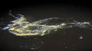 Bilim İnsanları Elektrik İleten Bakteri Keşfetti!