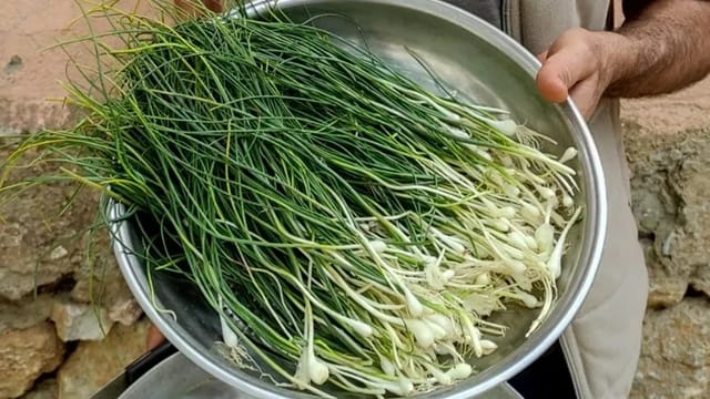 Dağdan Toplanıyor, Kilosu 10 Bin TL: Zuzubak Otu Şifa Dağıtıyor