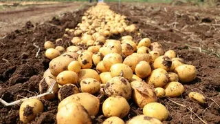 Türkiye’ye Gelen 2 Bin Ton Patates Virüslü Çıktı