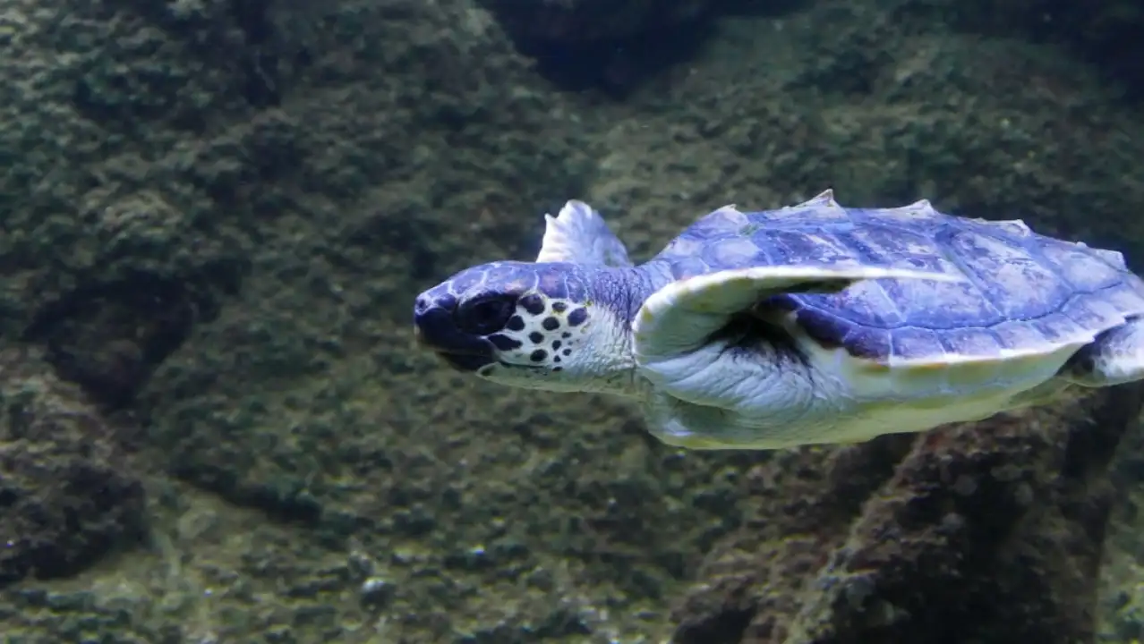 Kuşadası’nda deniz kaplumbağası ölümleri artıyor: Bir haftada 7 kayıp