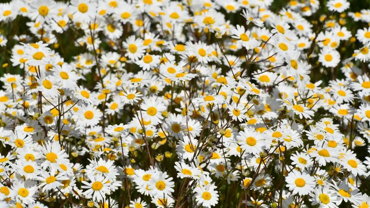 Bergama’da Galenos Papatya Festivali ile Bahar Coşkusu Başlıyor