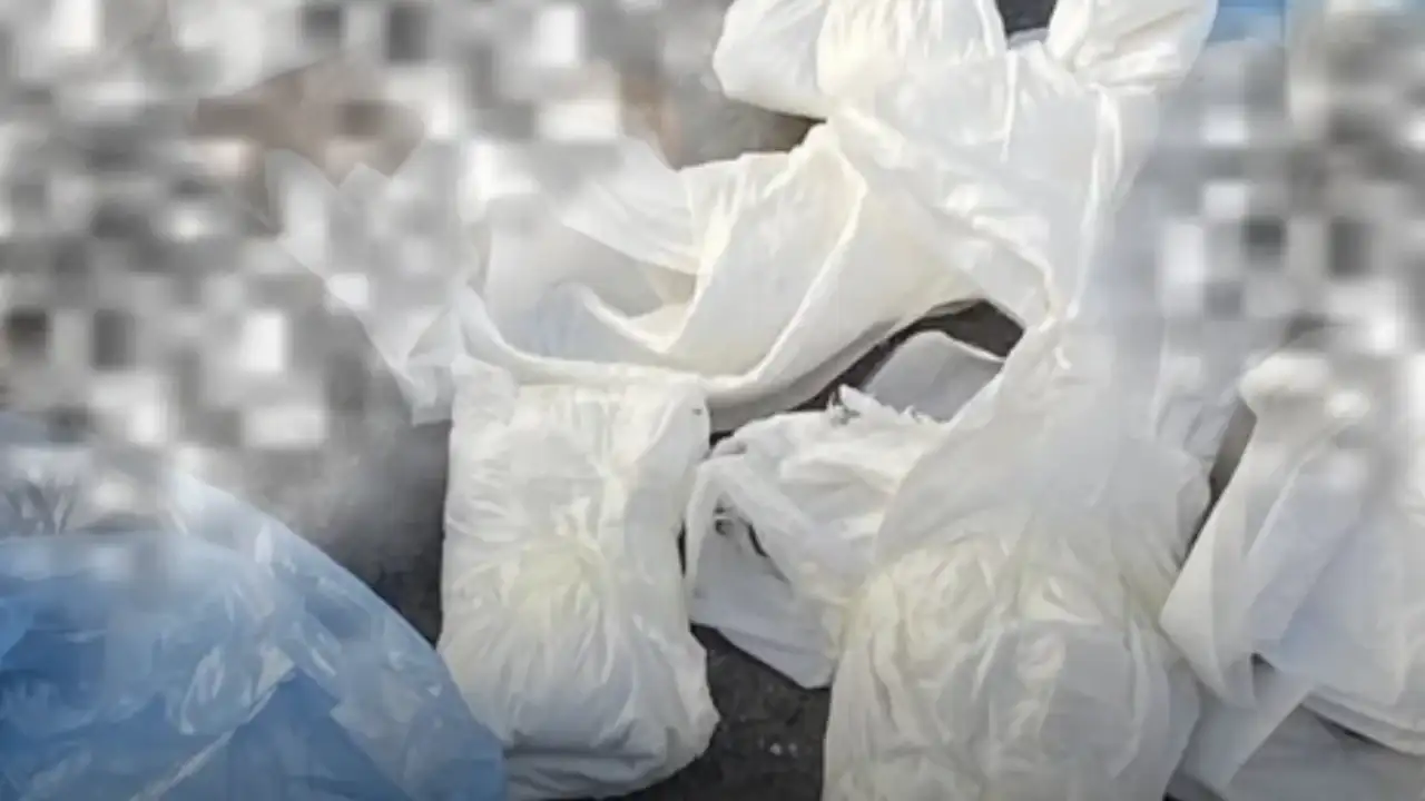 Buca’da Vahşi Olay: Çöp Konteyneri Yanında 33 Ölü Kedi Bulundu