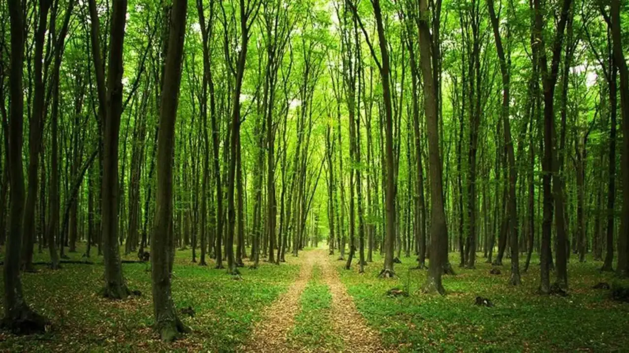 Çanakkale'de Yaz Boyunca Ormanlara Giriş Yasaklandı