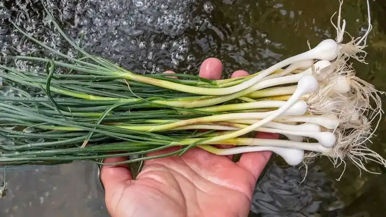 Dağdan Toplanıyor, Kilosu 10 Bin TL: Zuzubak Otu Şifa Dağıtıyor