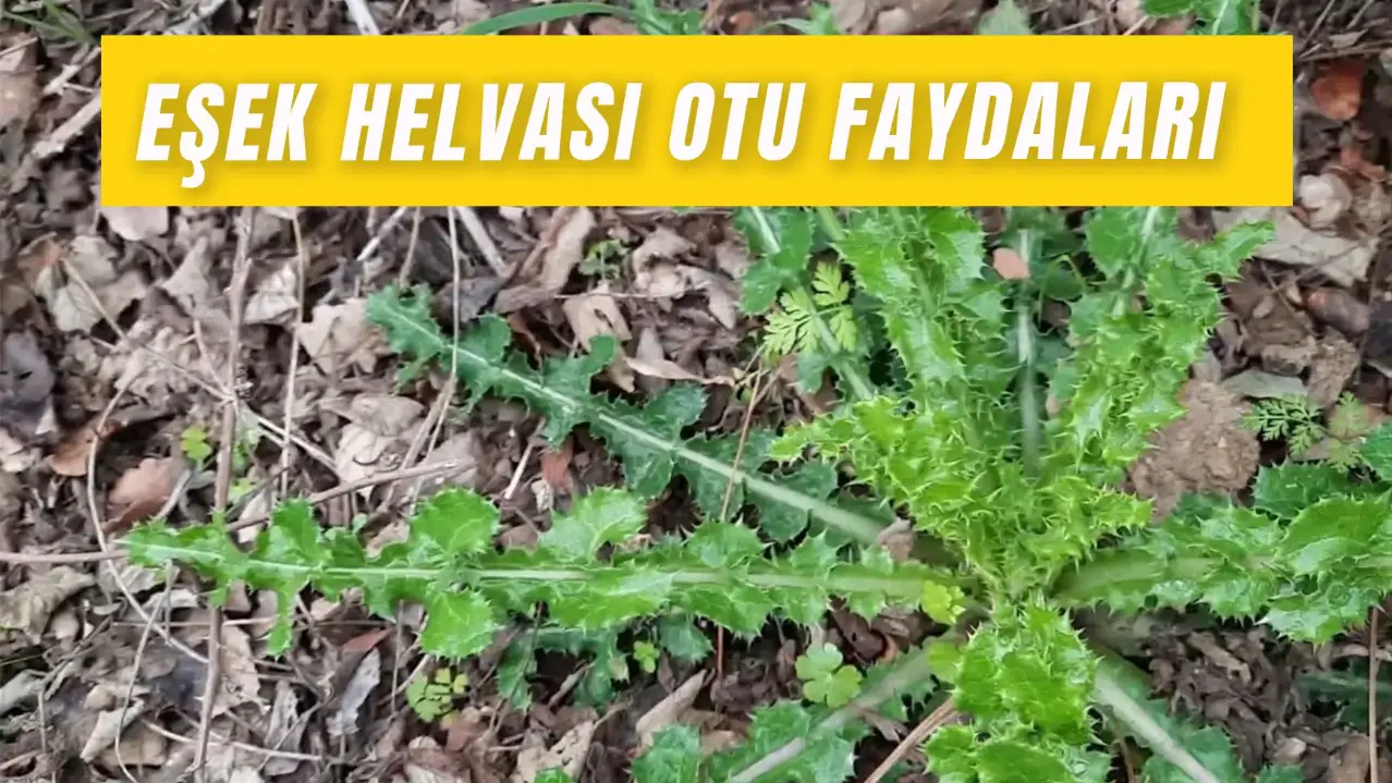 Eşek Helvası Otu Faydaları: İzmir’in Meşhur Otu Nasıl Pişirilir?
