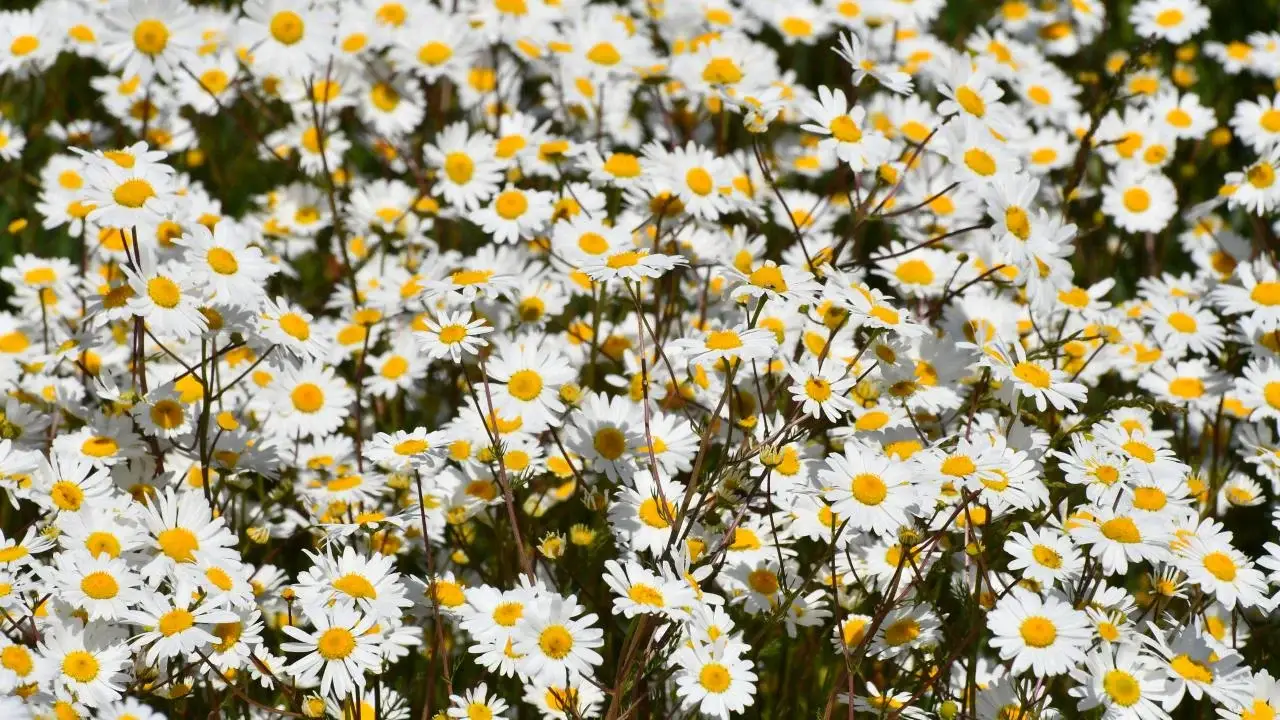 Bergama’da Galenos Papatya Festivali ile Bahar Coşkusu Başlıyor