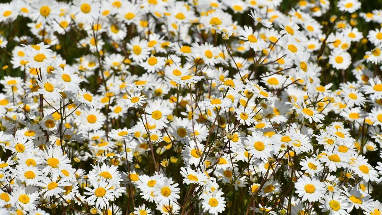 Bergama’da Galenos Papatya Festivali ile Bahar Coşkusu Başlıyor